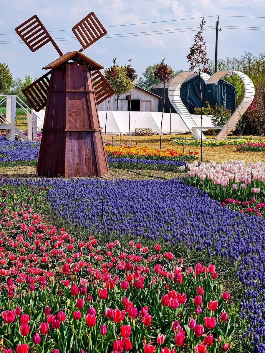 A mórahalmi TulipGarden