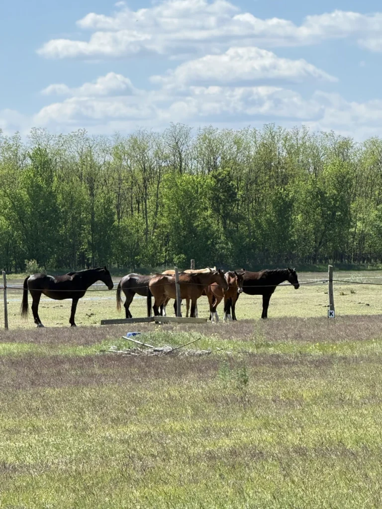 Akhal ménes az ópusztaszeri emlékpark mellett